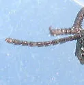 Microschatia morata - photo 5