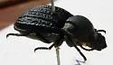 Microschatia sulcipennis - photo 2