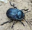 Microschatia sulcipennis - photo 3