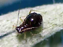 Microsiphoniella acophorum