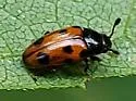 Microsternus ulkei - photo 3