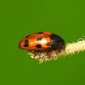 Microsternus ulkei - photo 4