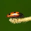 Microsternus ulkei - photo 5