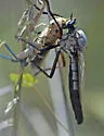 Microstylum galactodes