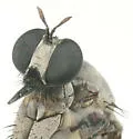 Microstylum galactodes - photo 3