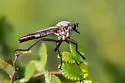 Microstylum galactodes - photo 4