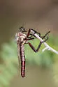 Microstylum galactodes - photo 5