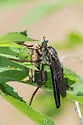 Microstylum morosum - photo 4