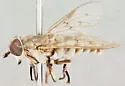 Microtabanus pygmaeus - Microtabanus pygmaeus