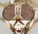Microtabanus pygmaeus - photo 2