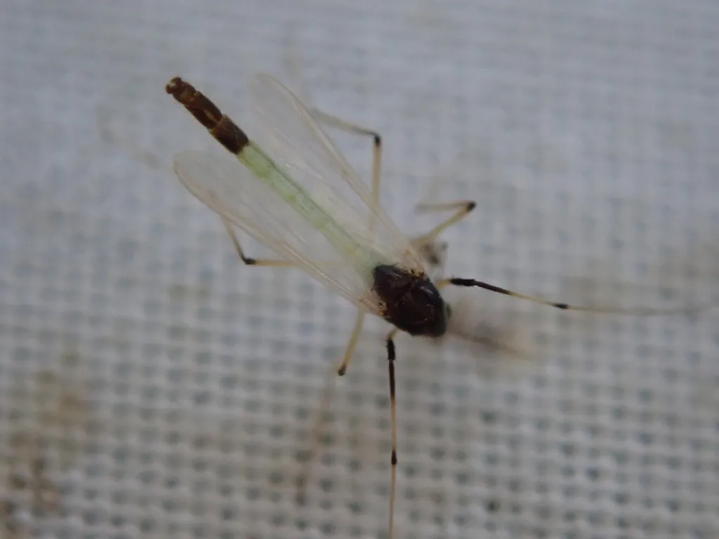 Microtendipes pedellus - photo 2