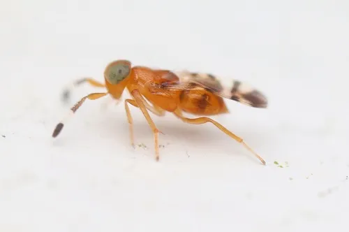 Microterys nietneri