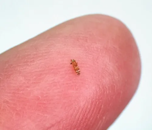 Microterys seyon - photo 3