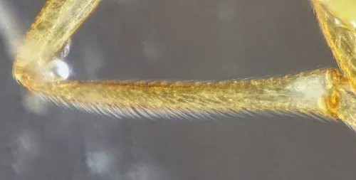 Microterys seyon - photo 5