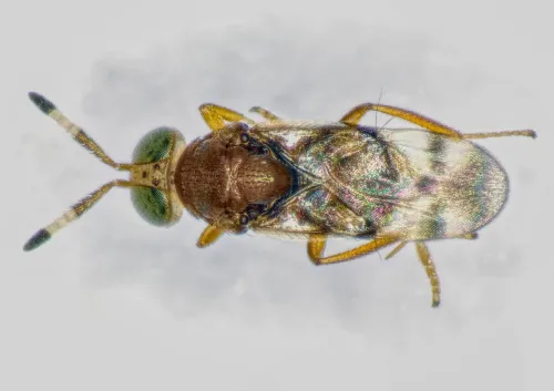 Microterys tricoloricornis