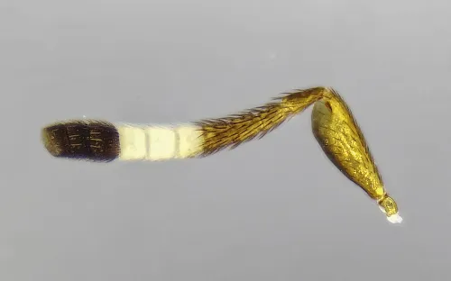 Microterys tricoloricornis - photo 2