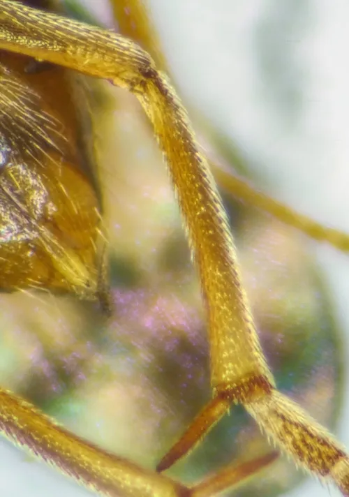 Microterys tricoloricornis - photo 3