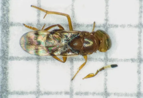 Microterys tricoloricornis - photo 5