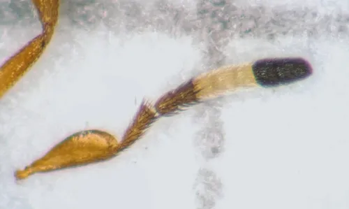 Microterys tricoloricornis - photo 6