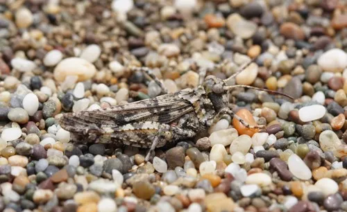 Little Buzzer Grasshopper