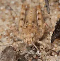 Microtes pogonata - photo 5