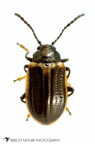 Yellow-margined Leaf Beetle