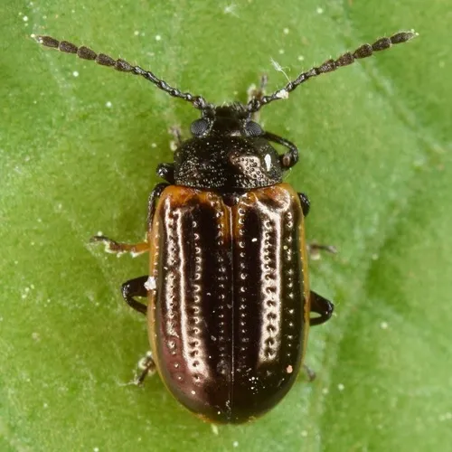 Yellow-margined Leaf Beetle - photo 2