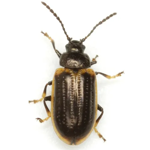 Yellow-margined Leaf Beetle - photo 3