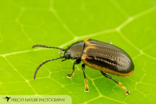 Yellow-margined Leaf Beetle - photo 5