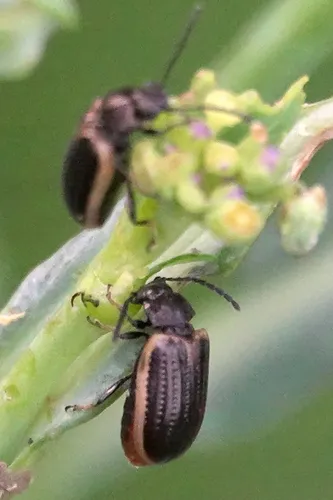 Yellow-margined Leaf Beetle - photo 6