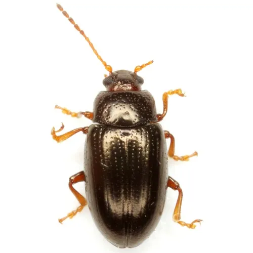 Microtheca picea - photo 2