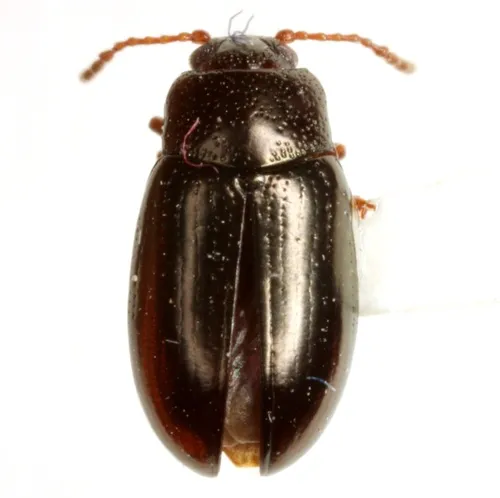 Microtheca picea - photo 3