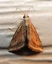 Yellow-veined Moth - Hodges#4796