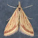 Yellow-veined Moth - Hodges#4796 - photo 2