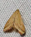 Yellow-veined Moth - Hodges#4796 - photo 4