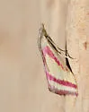 Whip-marked Snout Moth - Hodges#4795 - photo 3