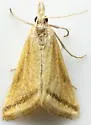 Whip-marked Snout Moth - Hodges#4795 - photo 4