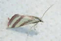 Whip-marked Snout Moth - Hodges#4795 - photo 5
