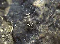 Olive Tiger Beetle - Microthylax olivacea