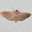 Microthyris anormalis - Hodges#5263
