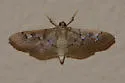 Microthyris anormalis - Hodges#5263 - photo 3