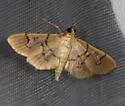 Microthyris anormalis - Hodges#5263 - photo 4