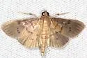Microthyris lelex - Hodges#5264.1