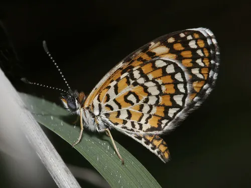 Tiny Checkerspot - Hodges#4511 - Microtia dymas