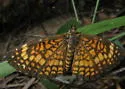 Elada Checkerspot - Hodges#4513