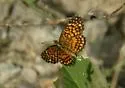 Elada Checkerspot - Hodges#4513 - photo 2