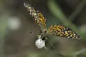 Elada Checkerspot - Hodges#4513 - photo 3