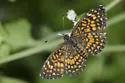 Elada Checkerspot - Hodges#4513 - photo 4
