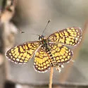 Elada Checkerspot - Hodges#4513 - photo 5