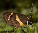Elf - Hodges#4510 - photo 2